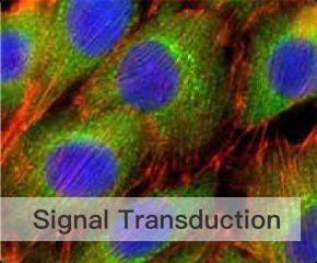 Signal Transduction