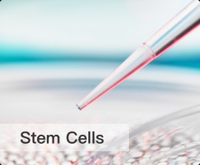 Stem Cells