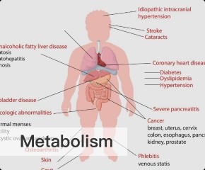 Metabolism
